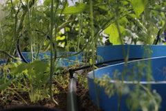 GRAAS iRigator - Automatic greenhouse watering system