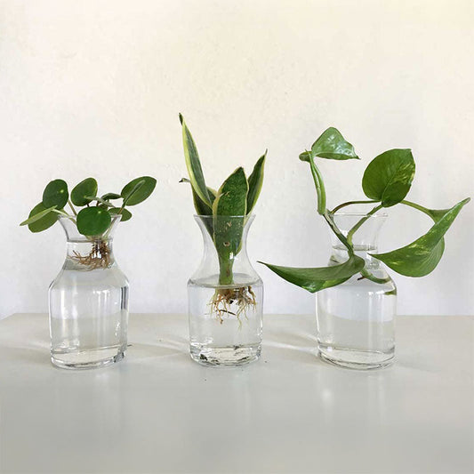 Derliaus prailginimas ir augalų dauginimas