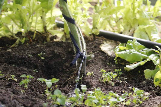GRAAS iRigator automatic drip irrigation system watering plants in a greenhouse