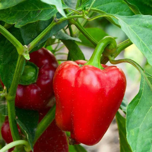 Paprikų auginimo gidas