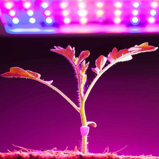 Šiltnamio apšvietimas. Kokias lemputes rinktis?