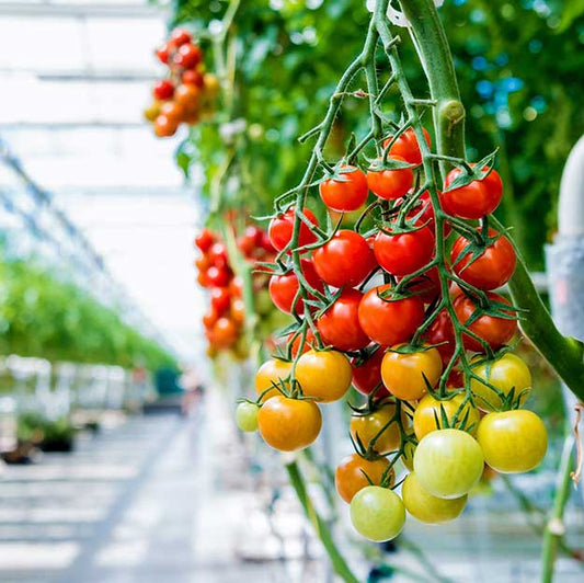 Pomidorų laistymo gidas