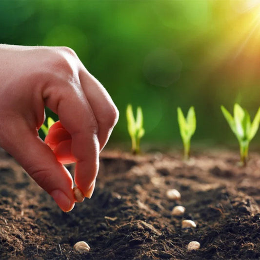 Sėjos grafiko sudarymo gidas