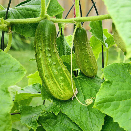 Svajojate apie gausų derlių savo šiltnamyje?